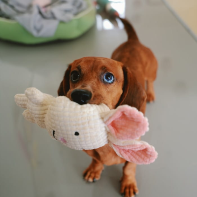 Durable Rope Toy